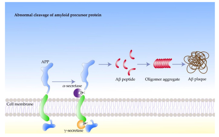 amyloid-alzheimer-chart-research